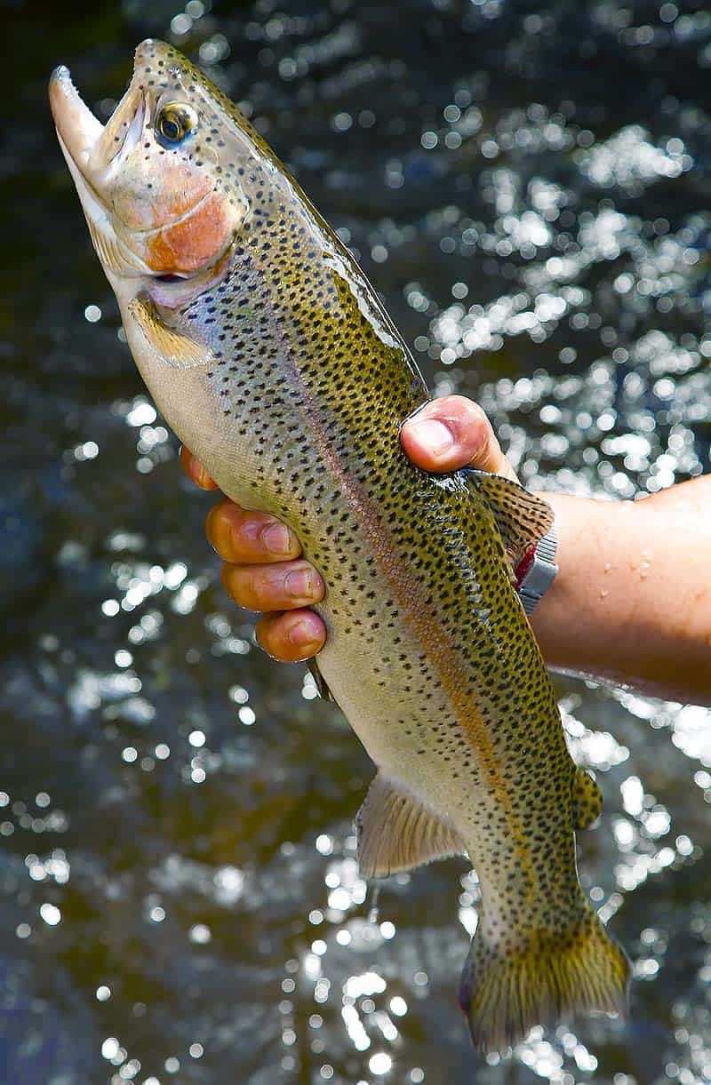 Patagonia Fishing Collection