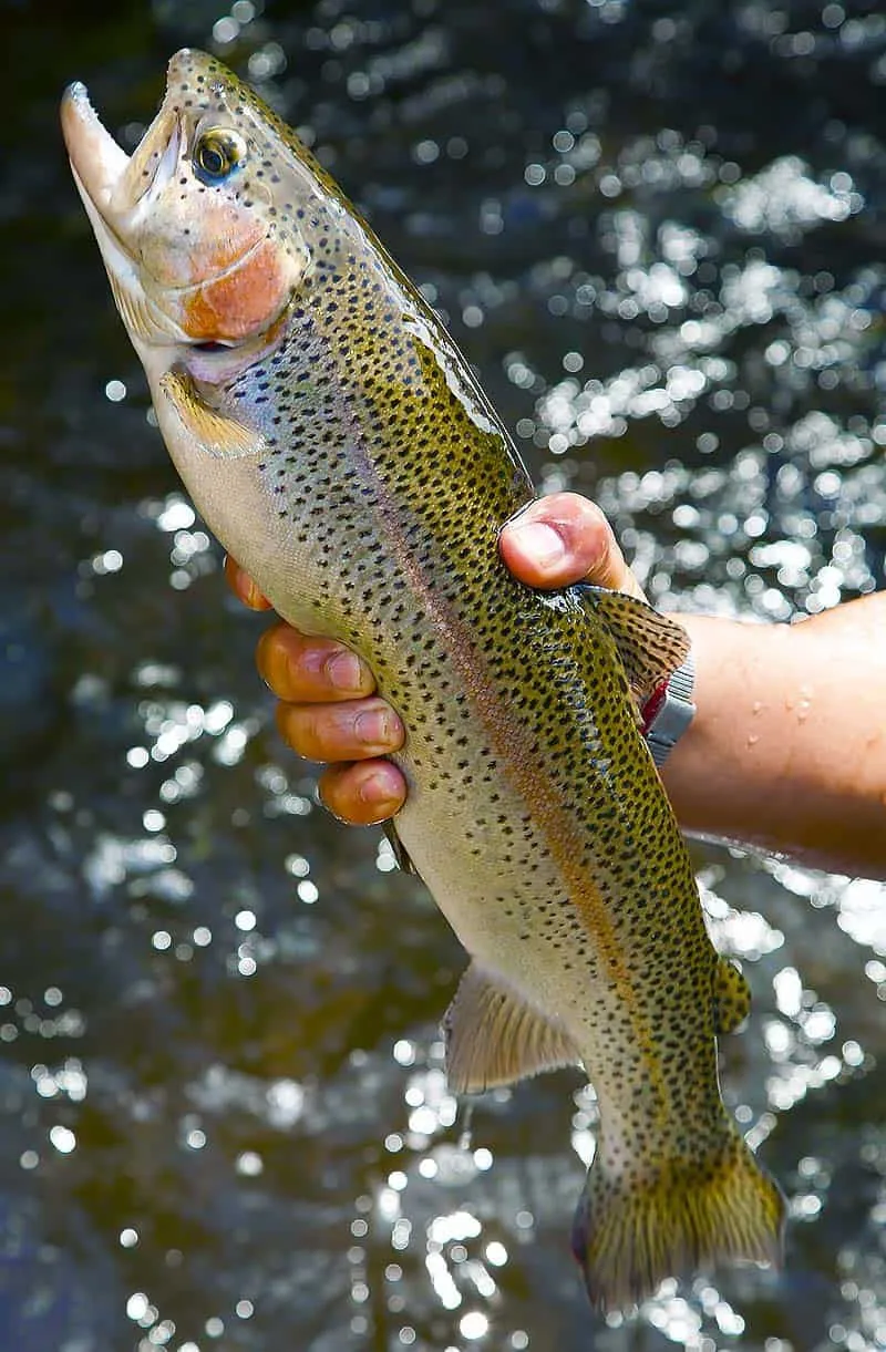 Expedición de pesca en la Patagonia Austral